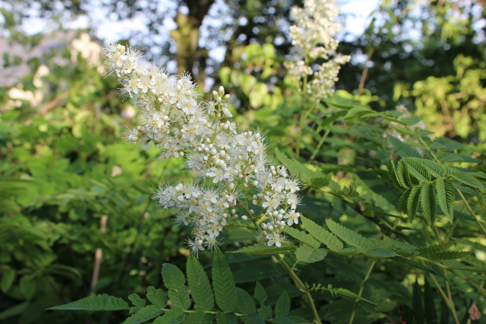 Sorbaire à feuilles de sorbier - Sorbaria Sorbifolia