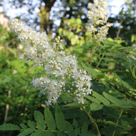 Sorbaire à feuilles de sorbier - Sorbaria Sorbifolia
