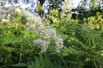 Lijsterbesspirea