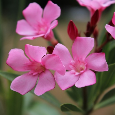Nerium - Rose laurel Atlas