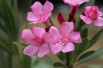 Oleander Atlas