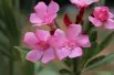Nerium - Rose laurel Atlas