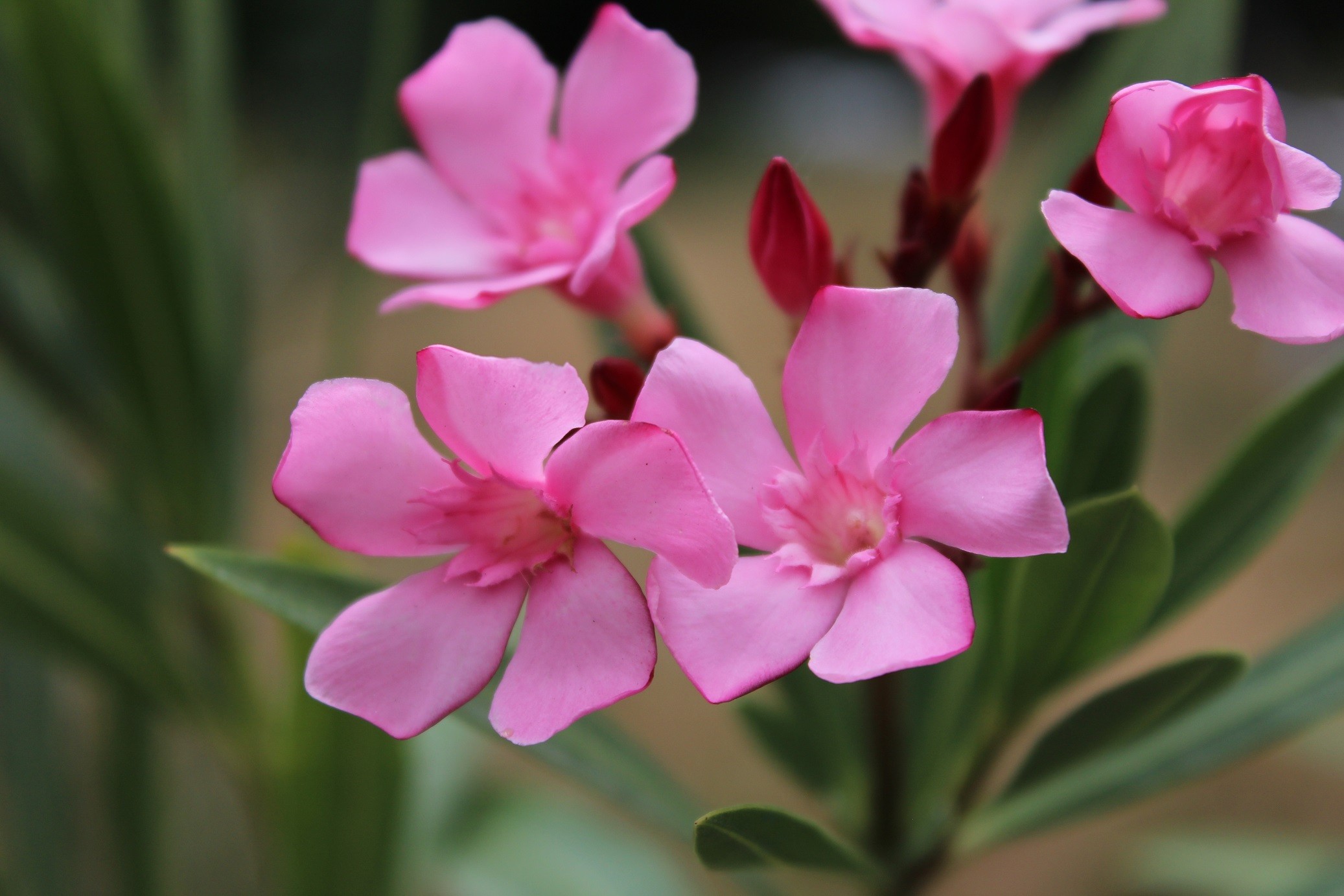 Oleander Atlas