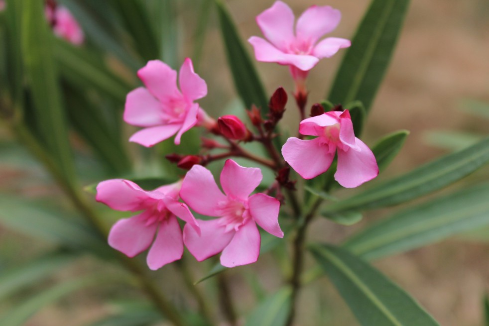 Oleander Atlas