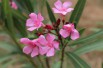 Oleander Atlas