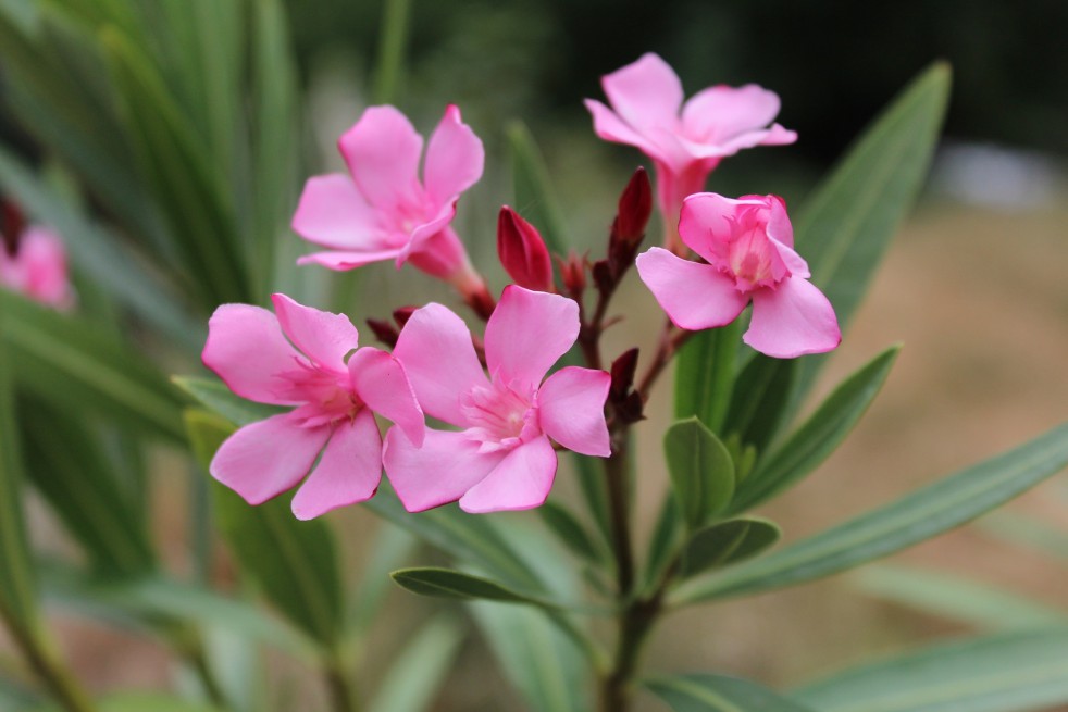 Oleander Atlas