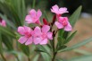 Oleander Atlas