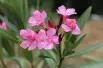 Nerium - Rose laurel Atlas