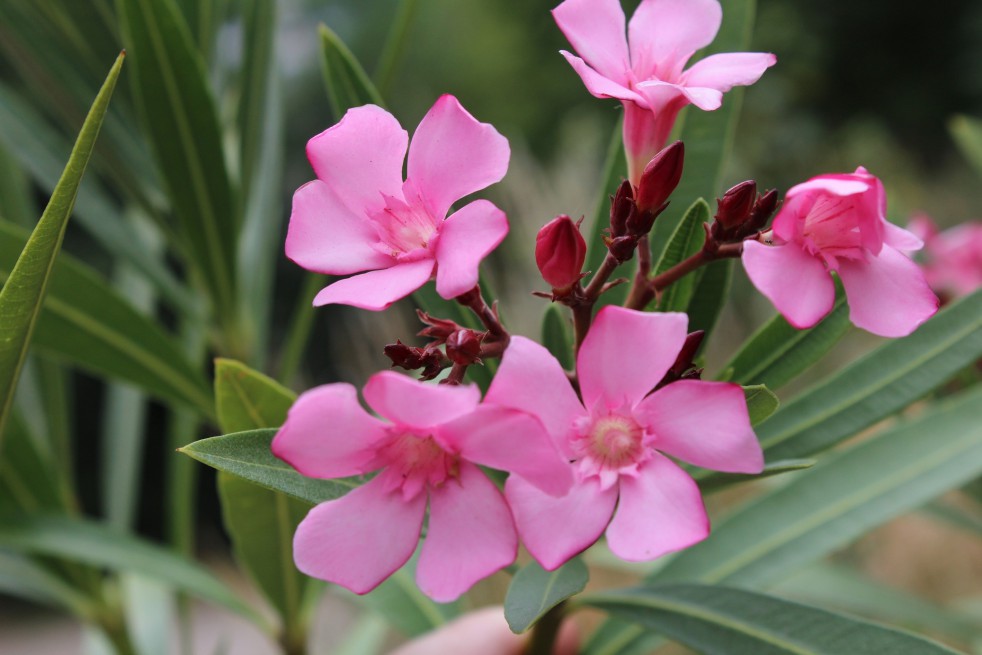 Oleander Atlas