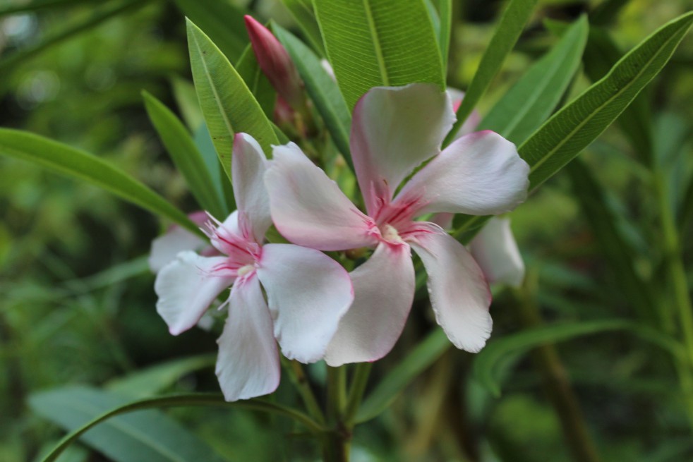 Nerium - Rose laurel Virginie