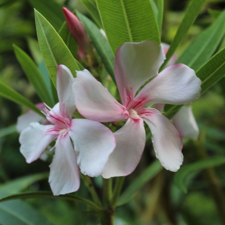 Oleander Virginie