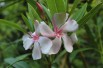 Oleander Virginie