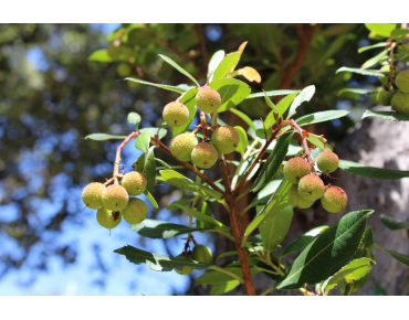Arbre aux fraises Atlantic