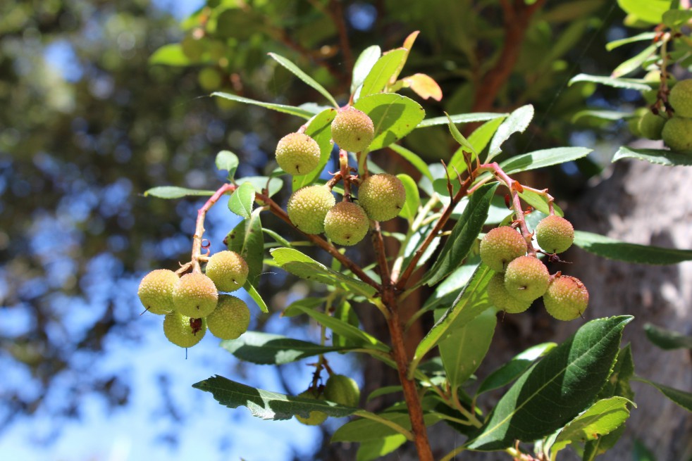 Arbre aux fraises Atlantic