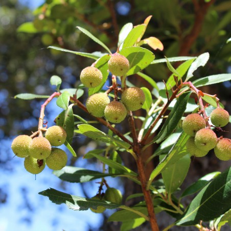 Arbre aux fraises Atlantic