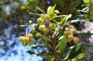 Arbre aux fraises Atlantic