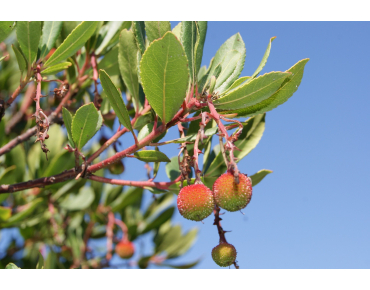 Arbre aux fraises Atlantic