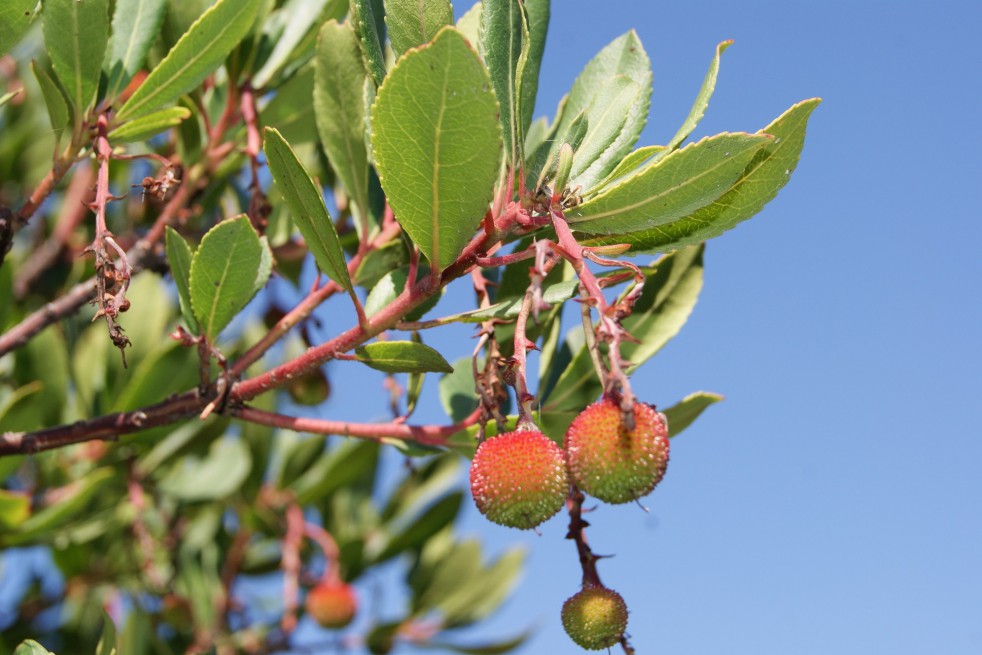 Arbre aux fraises Atlantic