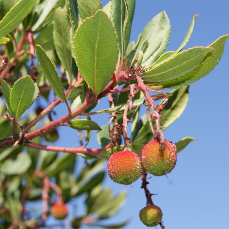 Arbre aux fraises Atlantic