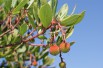 Arbre aux fraises Atlantic