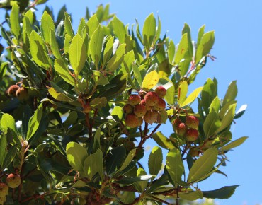 Aardbeiboom Atlantic