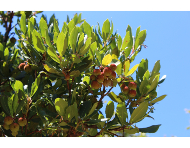 Arbre aux fraises Atlantic