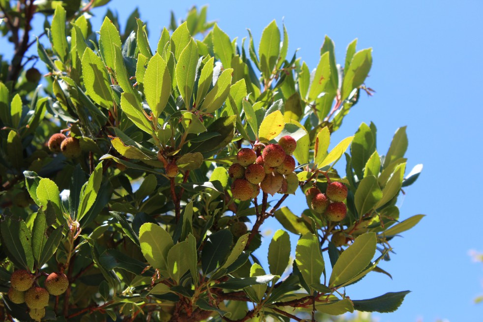 Arbre aux fraises Atlantic