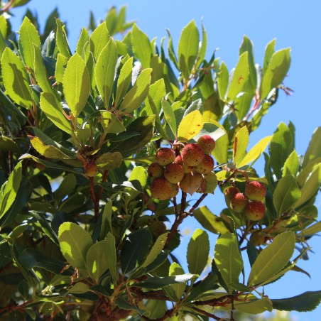 Arbre aux fraises Atlantic
