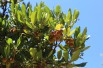 Arbre aux fraises Atlantic