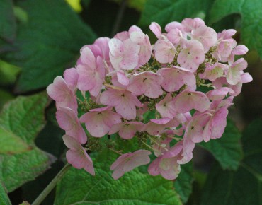 Hortensia à feuilles de chêne
