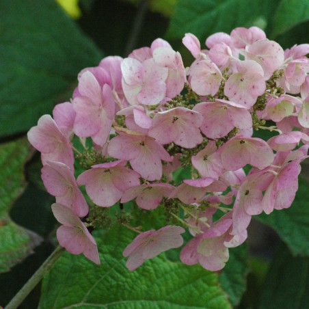 Hortensia à feuilles de chêne
