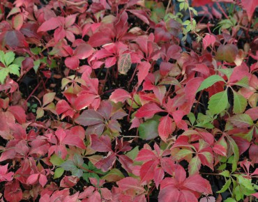 Virginia creeper