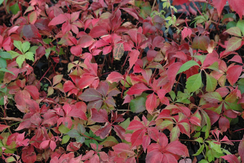 Virginia creeper