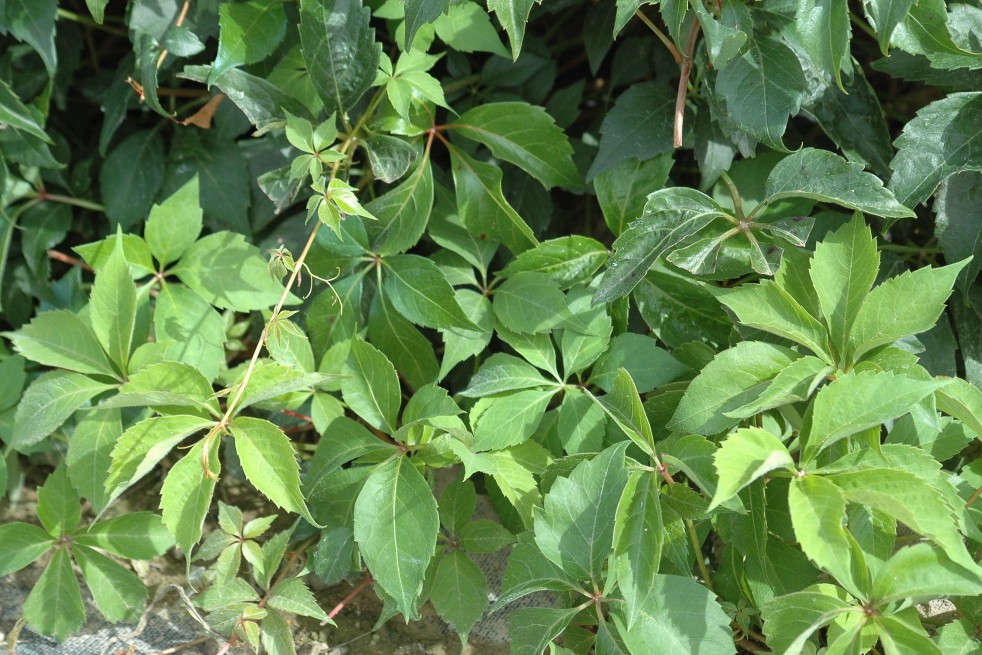 Vigne vierge