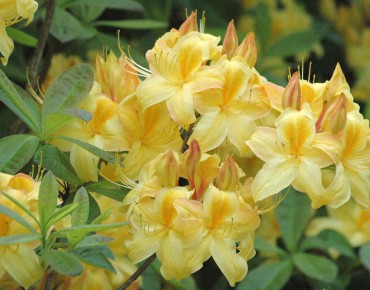 Chinese Azalea Golden Sunset