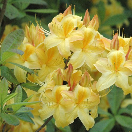 Chinese Azalea Golden Sunset
