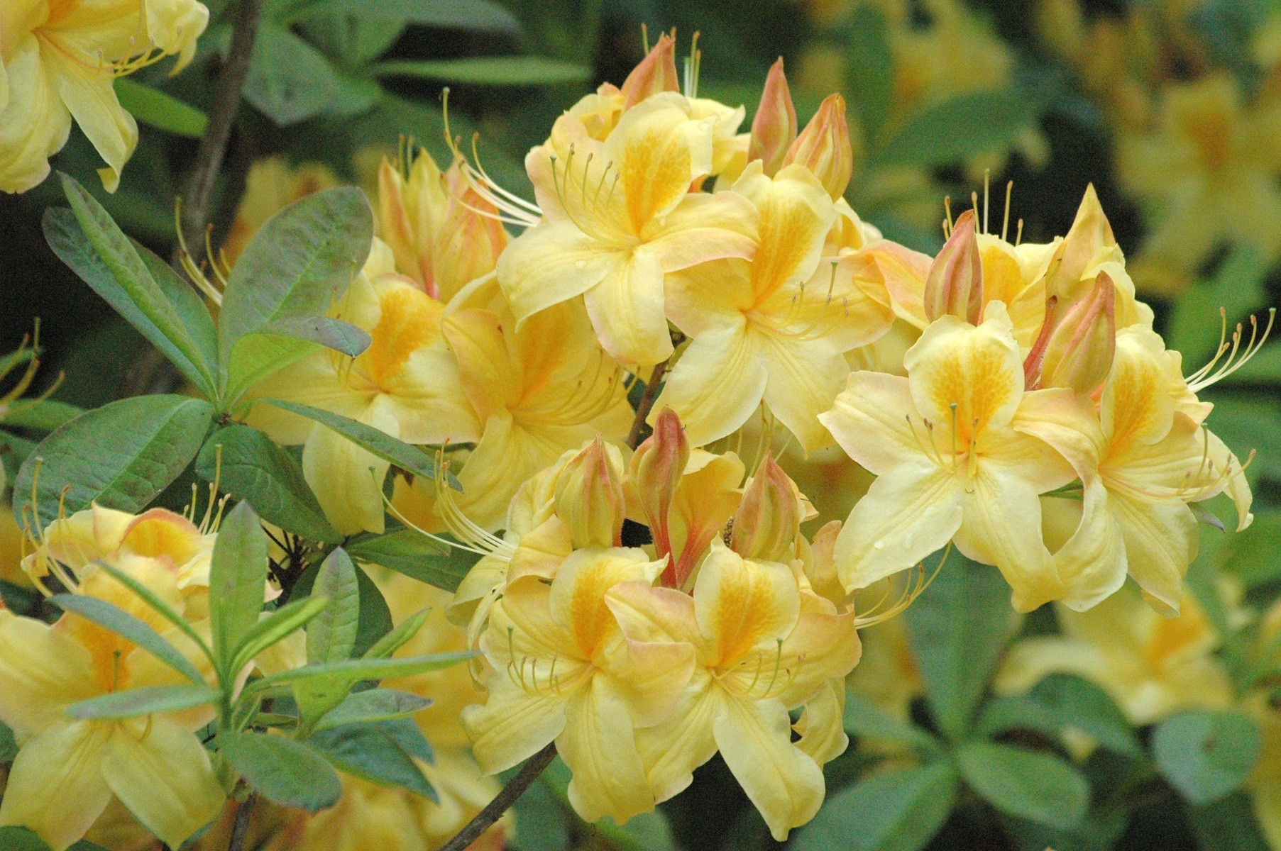 Chinese Azalea Golden Sunset - Azalea Mollis Knap-hill Golden Sunset