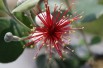 Pineapple Guava