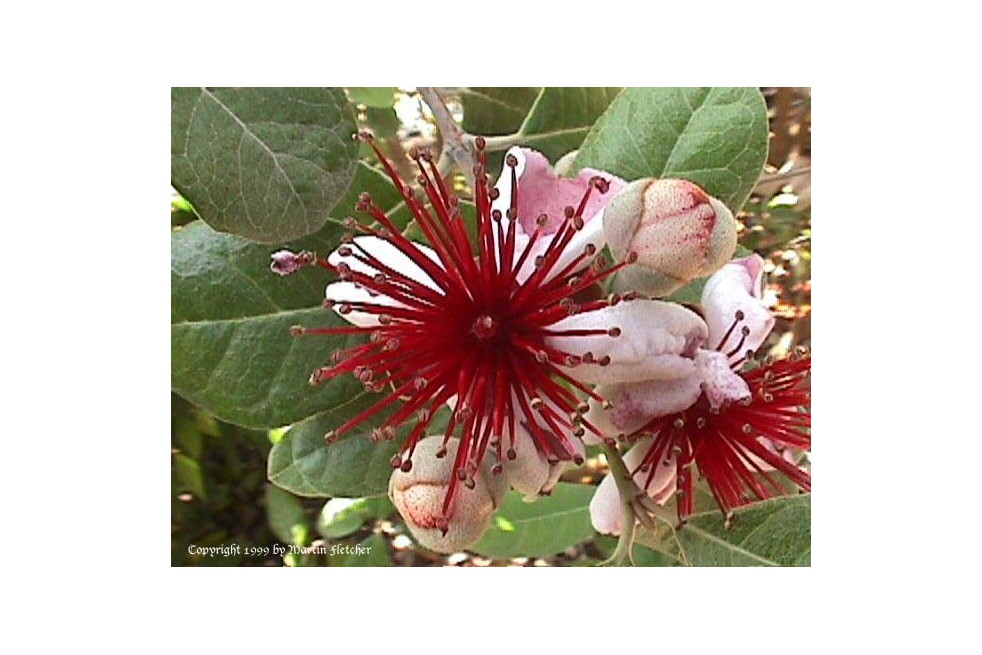 Pineapple Guava