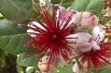 Pineapple Guava