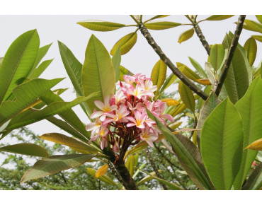 Frangipani