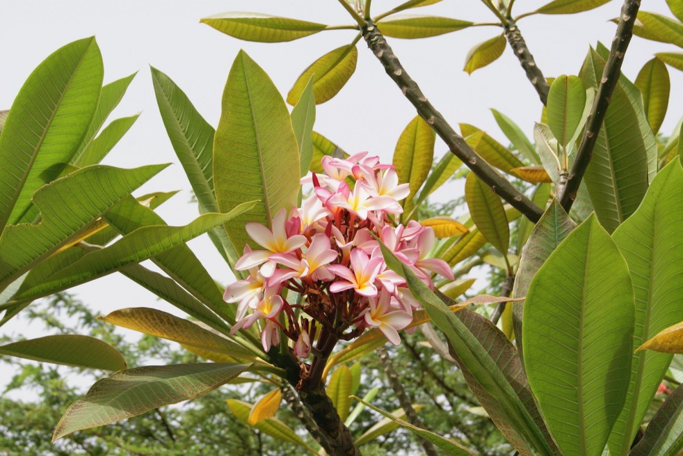 Frangipani