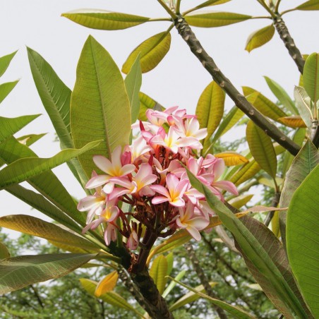 Frangipani