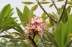 Frangipani