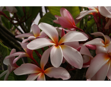 Frangipani