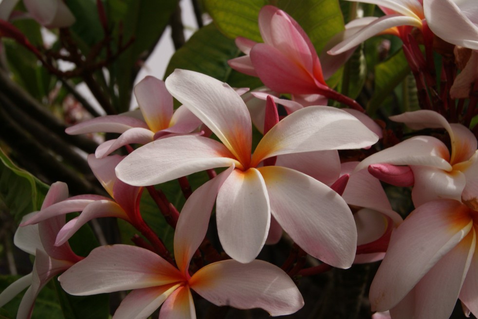 Frangipani