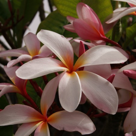Frangipani