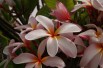 Frangipani