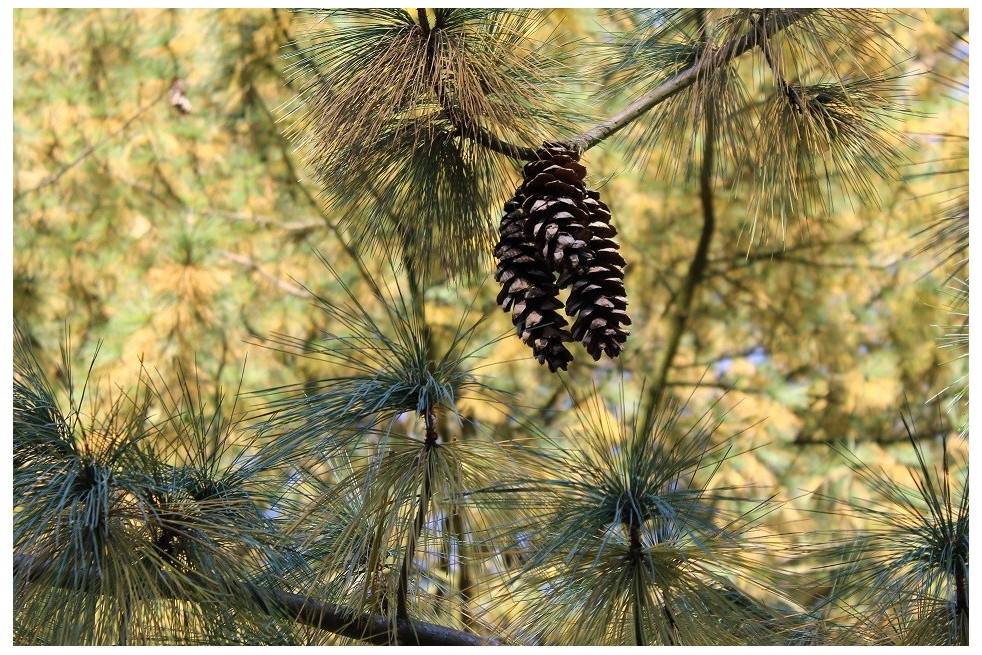 Pin de l'Himalaya