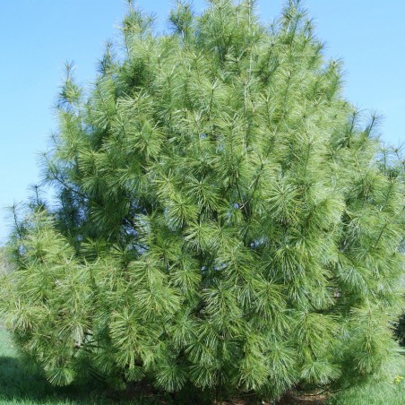 Pin de l'Himalaya